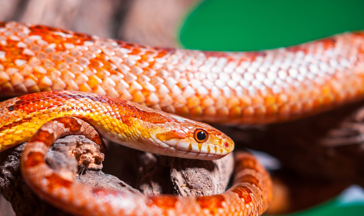 Ikistacionarinė pagalba kritinės būklės pacientams: diagnostika, gydymas, transportavimas copy 1